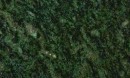 Korrado-verde maricata